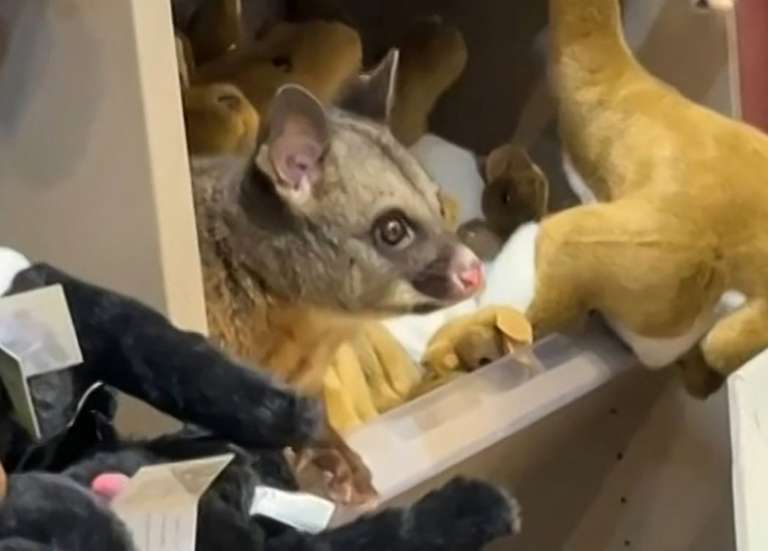 Tasmanie : un opossum s’invite dans une boutique de l’aéroport de Hobart