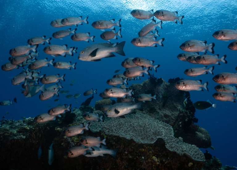 La Papouasie-Nouvelle-Guinée interdit la consommation de poisson après la mort de milliers d’animaux