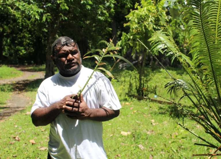 Au Vanuatu, une feuille sacrée pour protéger les forêts des pillages