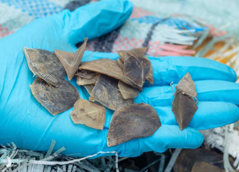 Plus de 800 kg d’écailles de pangolins saisis à Singapour