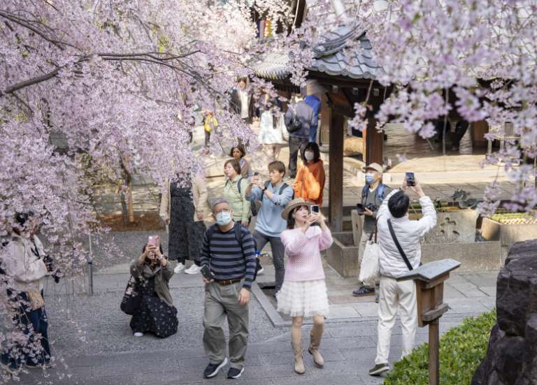 La saison des cerisiers en fleurs atteint son pic au Japon