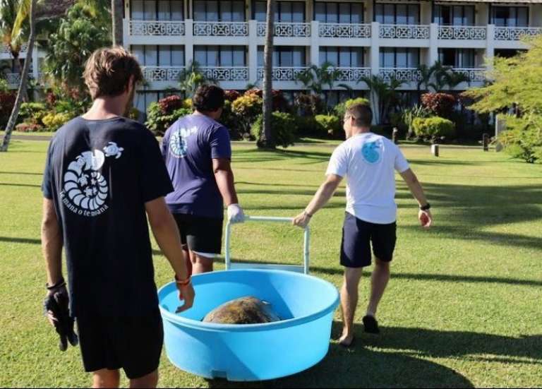 Tortue volée en Polynésie : 