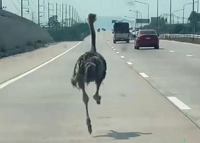 Thaïlande : une autruche sème la pagaille sur l'autoroute
