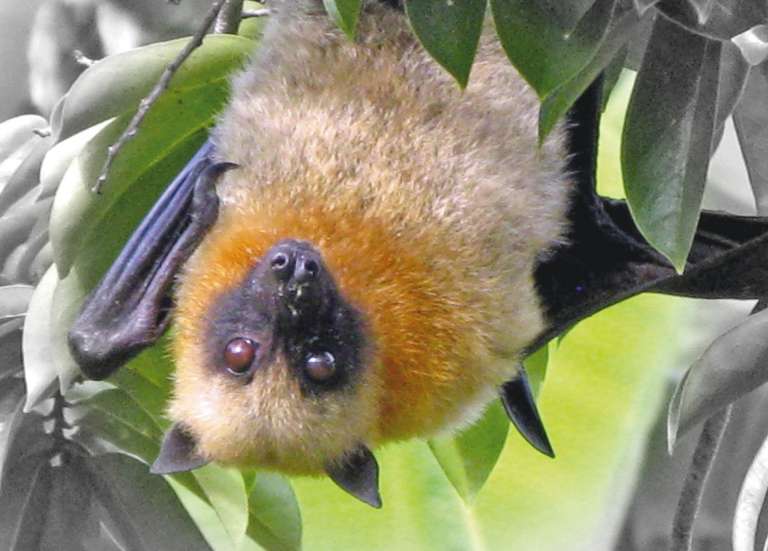 Roussettes et notous : la chasse est ouverte jusqu’au 26 avril