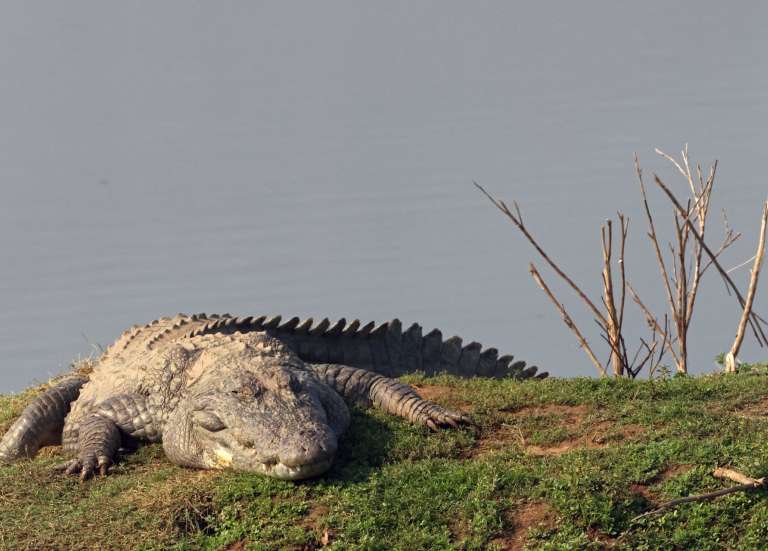 L’Inde veut déployer serpents et crocodiles contre l’immigration clandestine