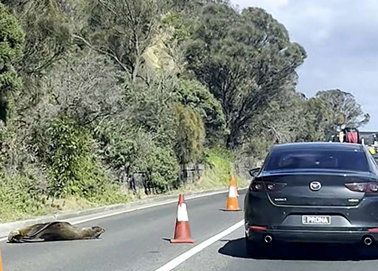 Australie : un phoque roupille sur la chaussée, la circulation déviée