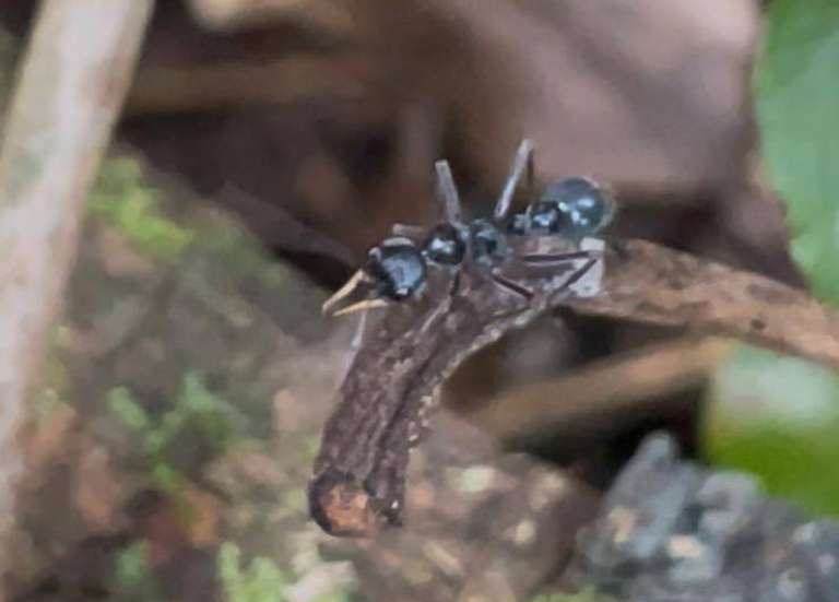 Sur la piste de Myrmecia apicalis, la fourmi qu’on croyait disparue