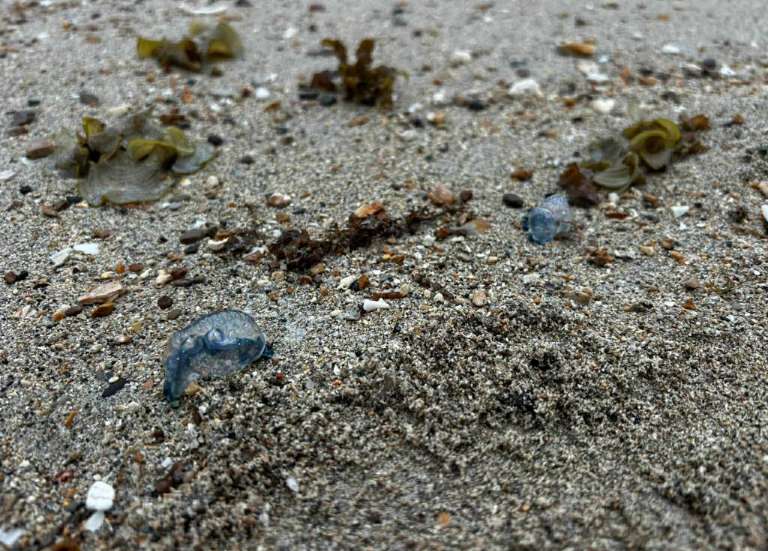 Présence de physalies : la ville de Nouméa annonce la réouverture des plages