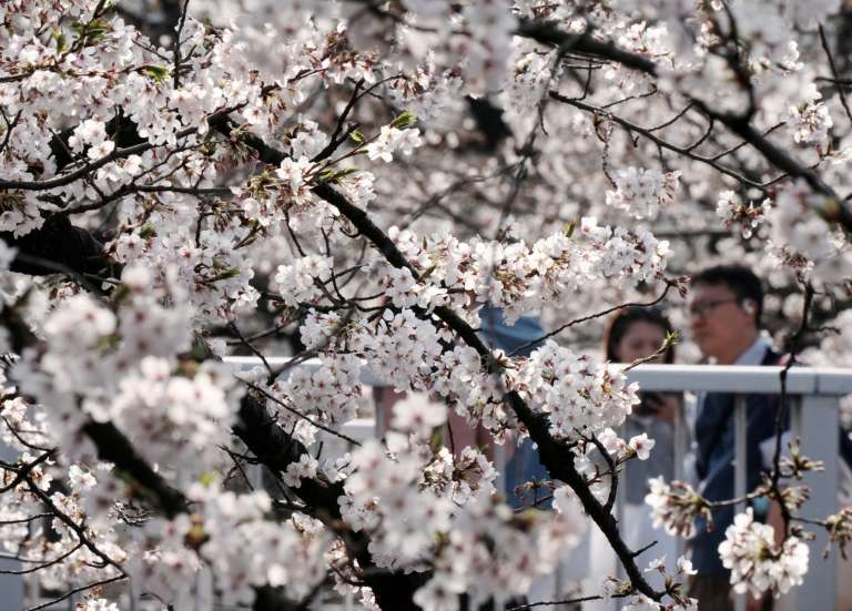 Japon : record de visiteurs étrangers en mars pour les cerisiers en fleur