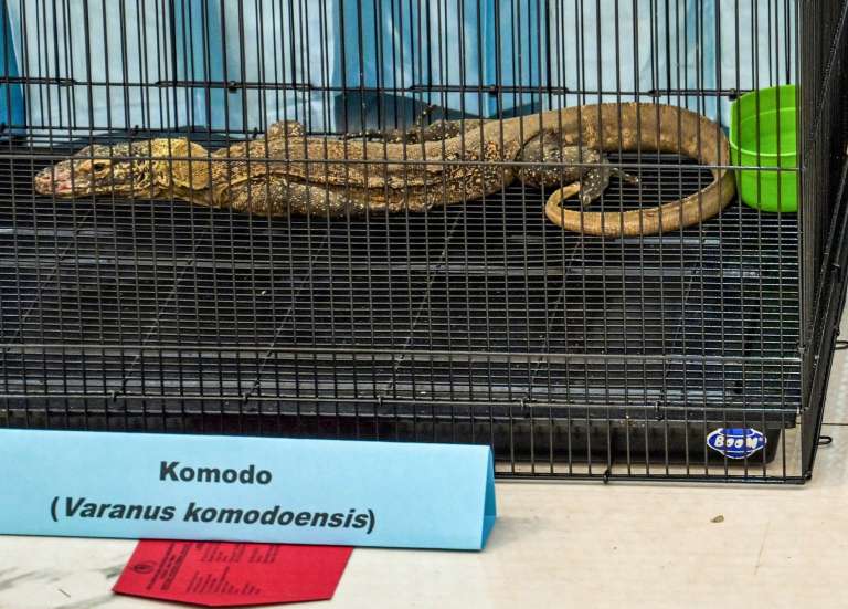 Indonésie : six personnes arrêtées pour trafic de dragons de Komodo