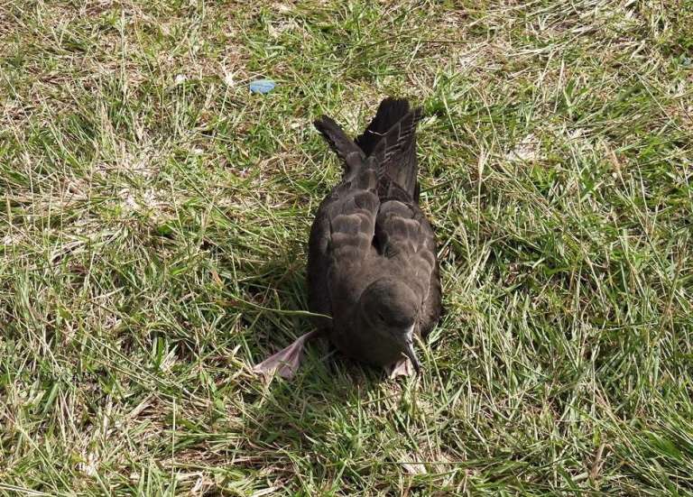 Échouages de puffins : quels sont les bons réflexes ?