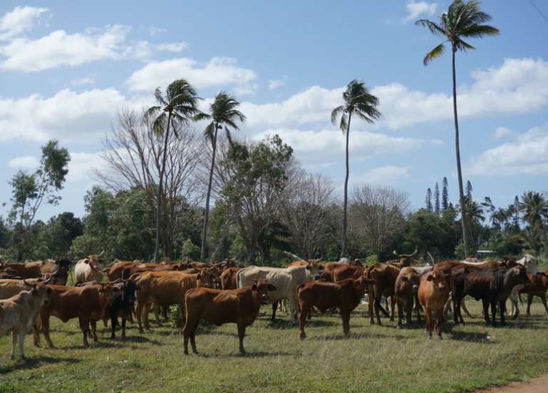 [MAGAZINE] Le fouet du stockman : un logiciel pour optimiser les élevages