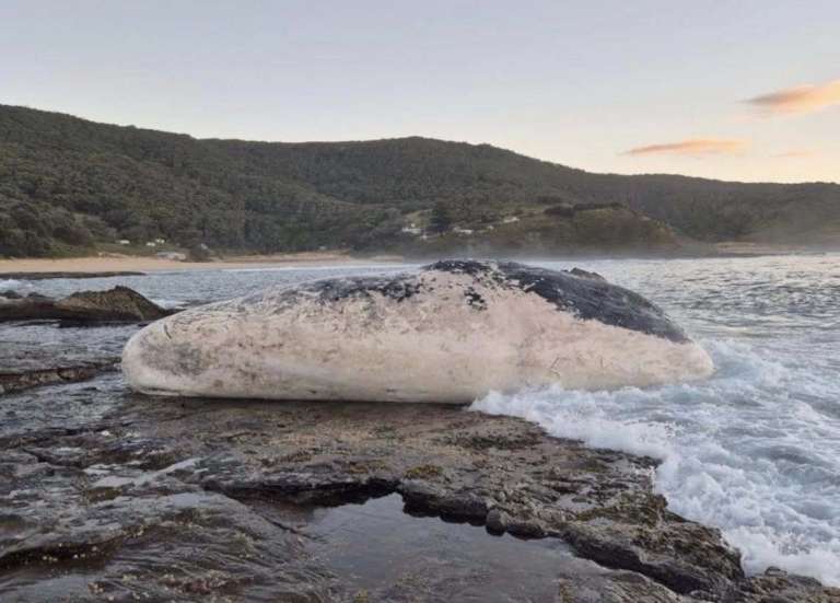 Sydney : des plages fermées à cause d’un festin de requins sur une carcasse de cachalot