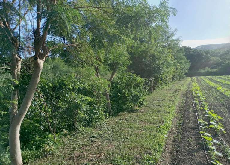 [MAGAZINE] Haies, bandes fleuries, mares, arbres... ou comment développer la biodiversité calédonienne au service des exploitations agricoles