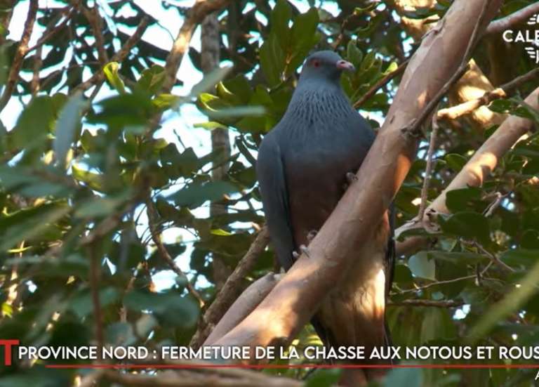 Fin de la chasse aux notous et roussettes, Bernheim en fête à Koné… Le JT du 28 avril de Caledonia