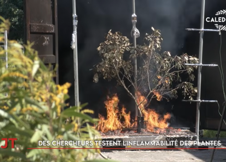 Une étude sur la résistance des plantes au feu, entretien avec Georges Naturel… Le JT de Caledonia du 8 mai