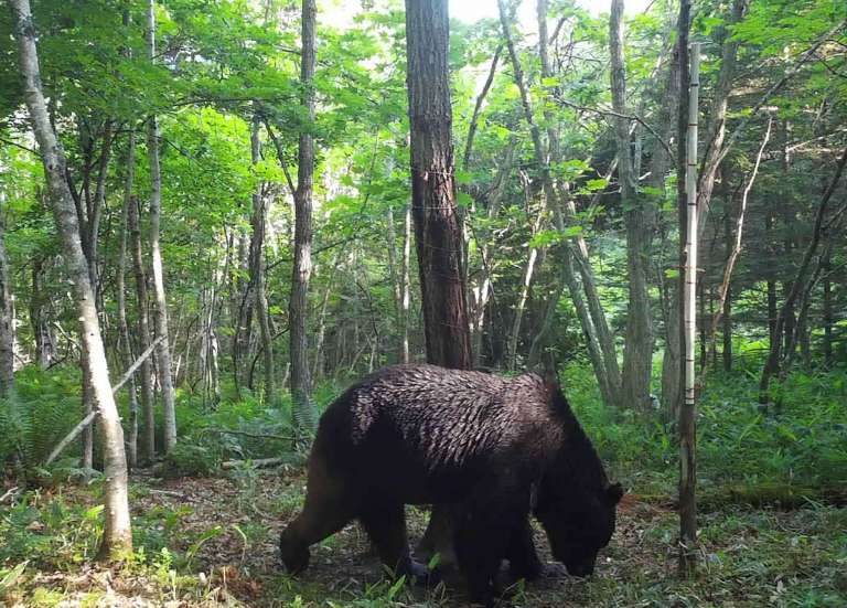 Japon : premier décès de l’année lié à une attaque d’ours