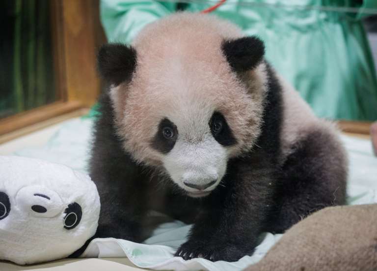Indonésie : le premier panda géant de l’archipel s’apprête à rencontrer le public