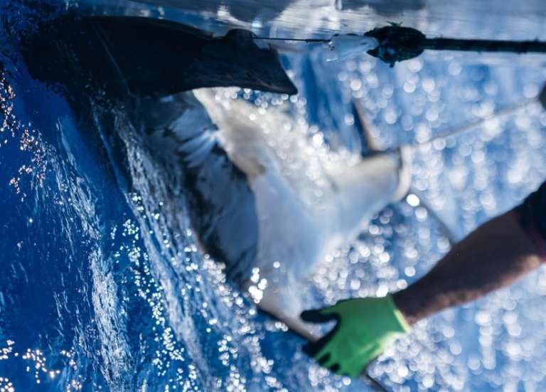 La présence d’une nouvelle espèce de requin-marteau confirmée en Polynésie