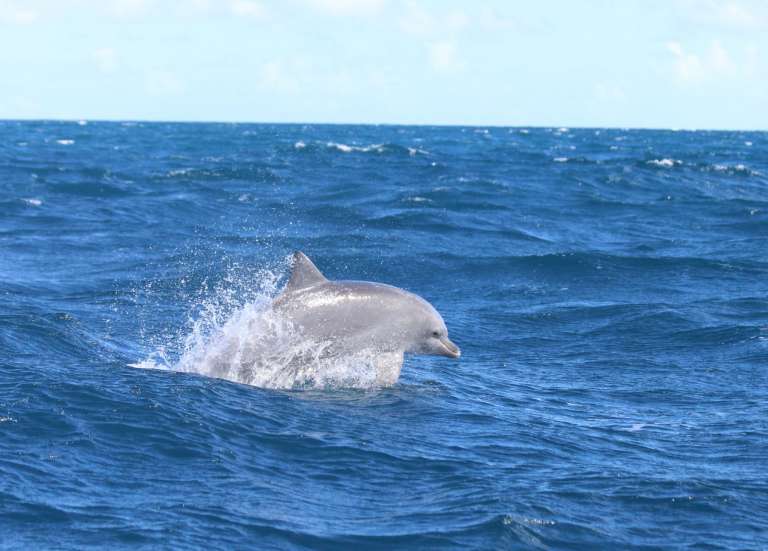 Les îles Salomon rétablissent l’interdiction d’exporter des dauphins
