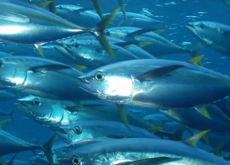 Poissons contaminés au mercure : les Outre-mer en première ligne