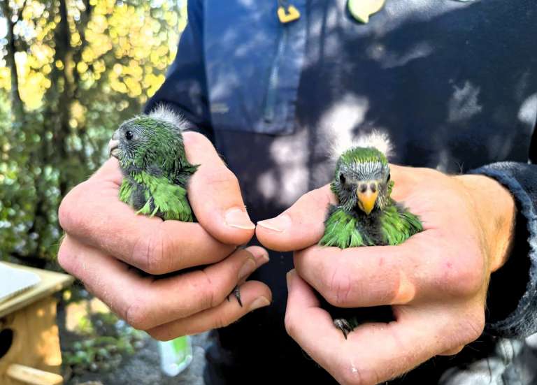 En Nouvelle-Zélande, un fougueux couple de perruches contribue à préserver son espèce