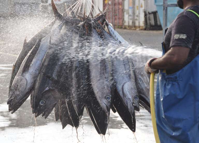La pêche professionnelle bientôt mieux encadrée dans les eaux calédoniennes