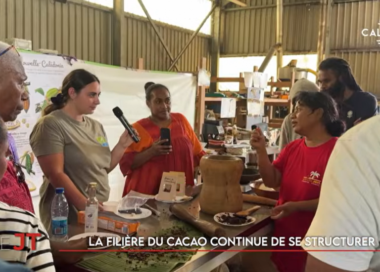 Valorisation du cacao, droit de la concurrence… Le JT de Caledonia du 29 mai