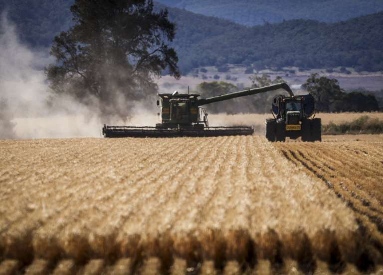 Australie : la récolte de blé devrait chuter d’un quart en 2026