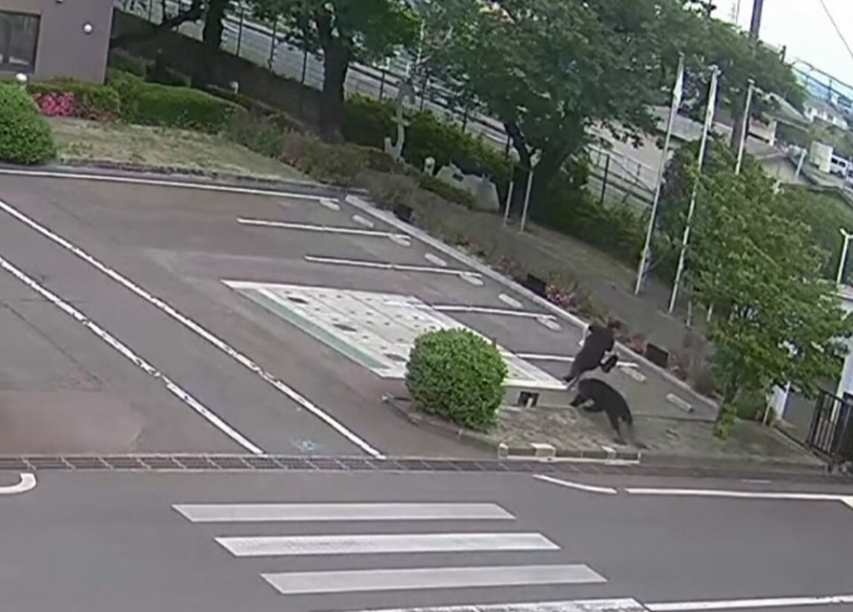 Au Japon, un ours blesse quatre personnes dans deux entreprises et une zone résidentielle