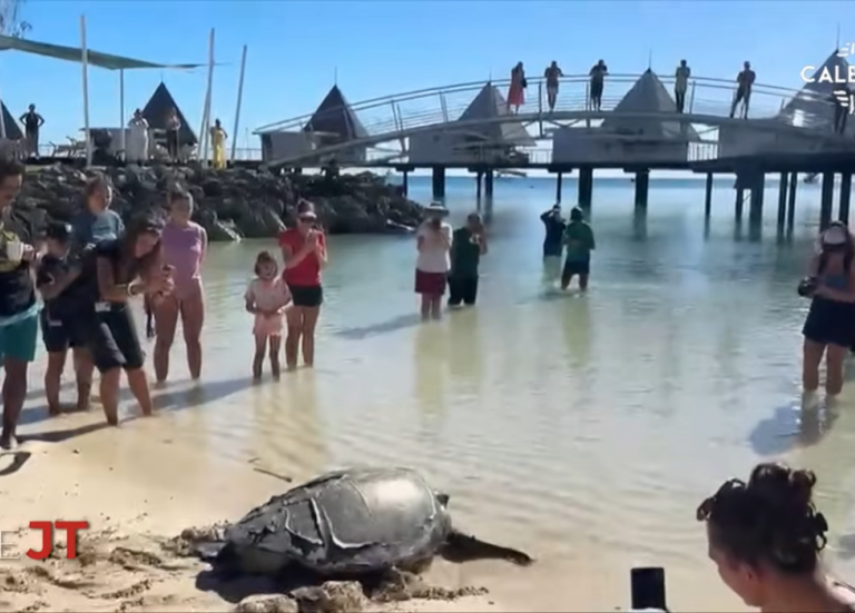 Lâcher de tortue à l'îlot Maître, reprise sous pression d'Aircal à Lifou... Le JT de Caledonia du 3 juin