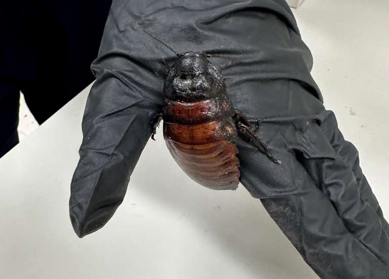 Australie : plus de 100 000 blattes de contrebande saisies près de Sydney