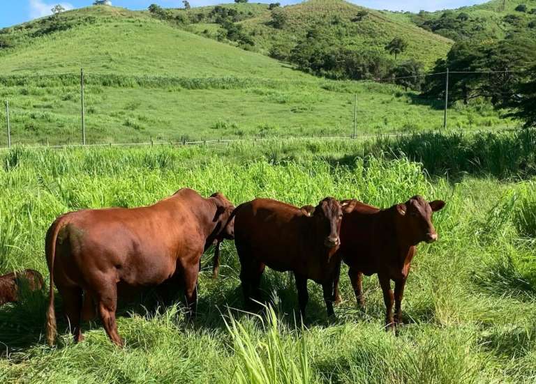 [MAGAZINE] CAP Nessadiou, favoriser la diversification et la durabilité de l’agriculture locale