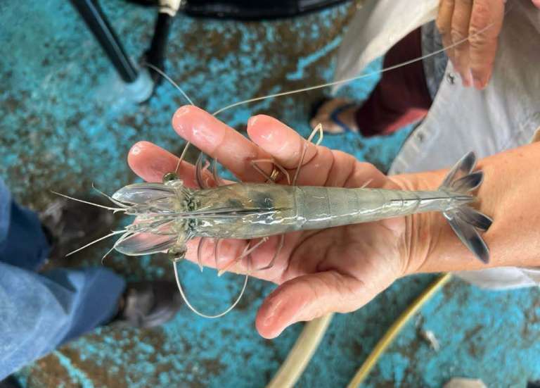[MAGAZINE] La filière crevette confrontée à des défis techniques importants