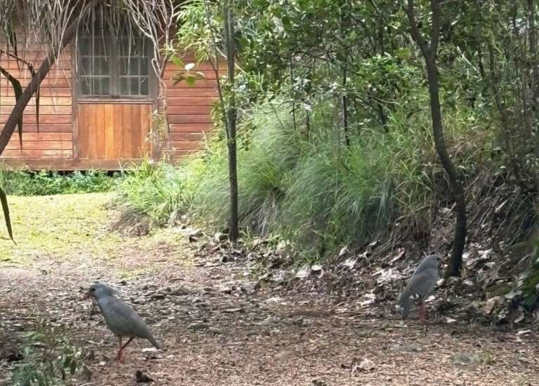 Un couple de cagous s’installe dans un gîte de Tontouta