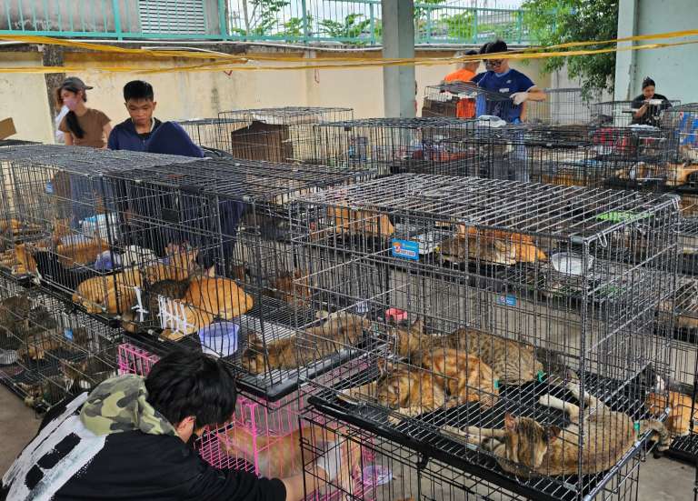 Au Vietnam, des chats volés pour être transformés en viande ont été rendus à leurs propriétaires