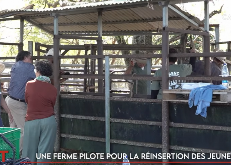 Une ferme pour la réinsertion des jeunes, une master class en sciences politiques à l’UNC… Le JT de Caledonia du 26 juin