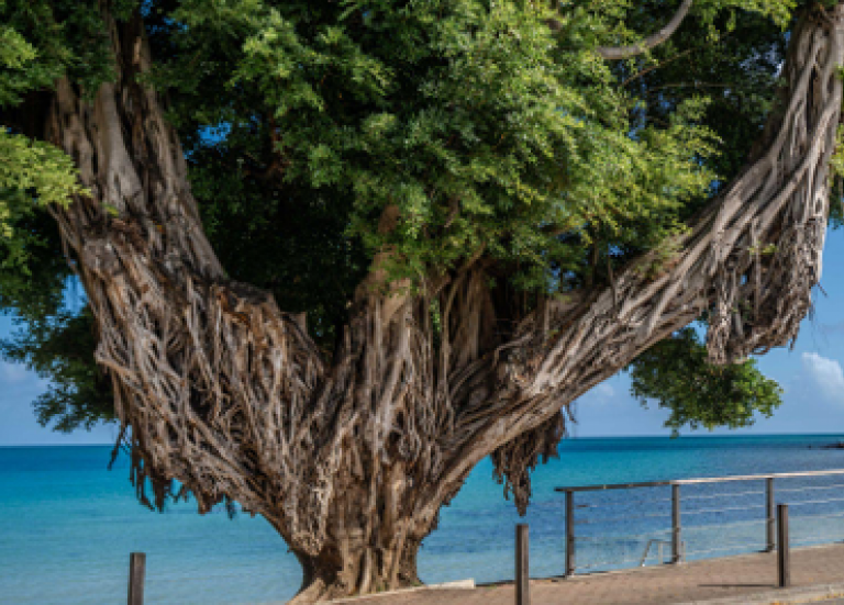 La mairie de Nouméa va abattre un banian malade à la baie des Citrons