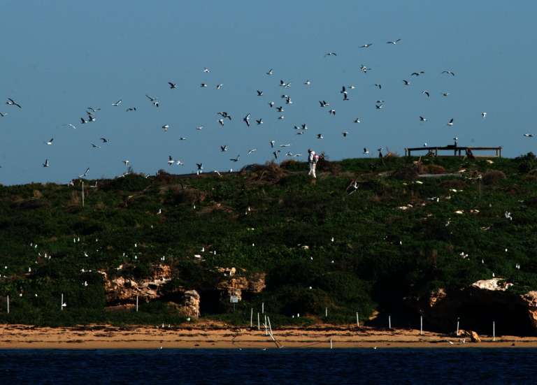 En Australie, la grippe aviaire H5 détectée chez un oiseau marin