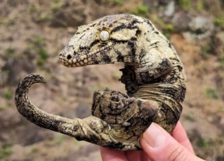 Un gecko géant de Leach trouvé près des locaux du Parc provincial des Grandes Fougères