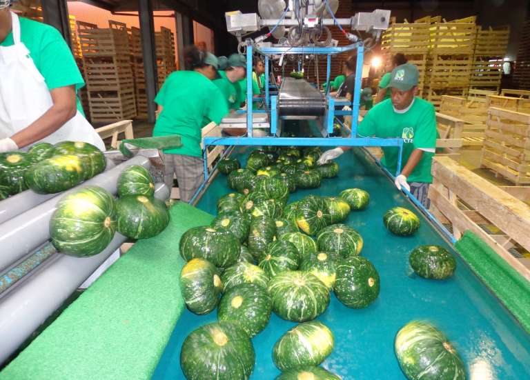 Pourrait-on éradiquer les pesticides des cultures de squash et patate douce ?
