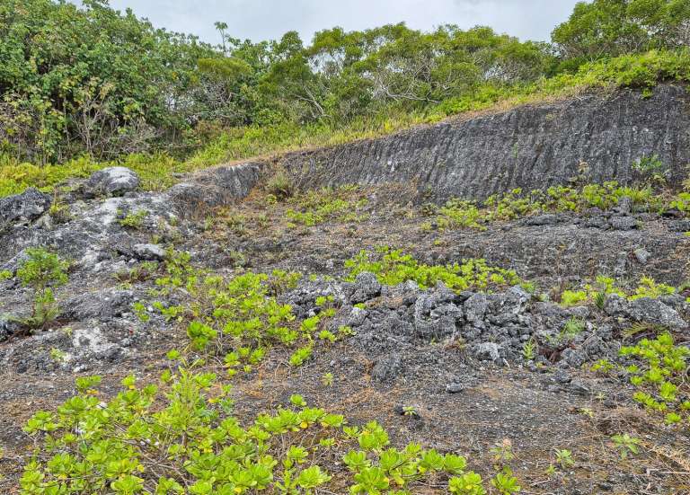 Deux projets calédoniens décrochent 155 millions pour la biodiversité