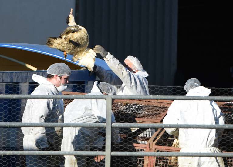 Grippe aviaire : la Nouvelle-Calédonie renforce sa vigilance
