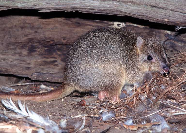 En Australie, les bettongs réintroduits sur une île 410 ans après leur disparition