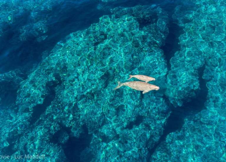 Combien reste-t-il de dugongs dans nos lagons ?