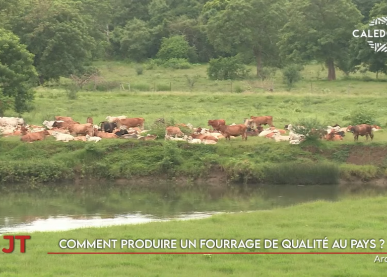 Les soins palliatifs en détresse, comment produire un fourrage de qualité… Le JT de Caledonia du 28 juillet