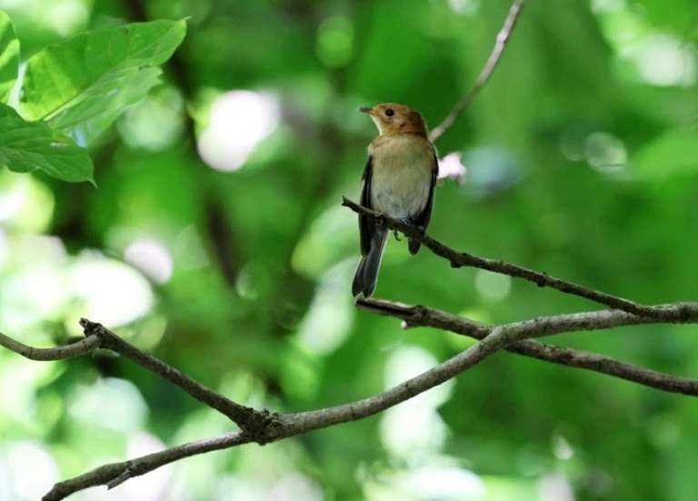 Le monarque de Tahiti en voie d’être sauvé de l’extinction