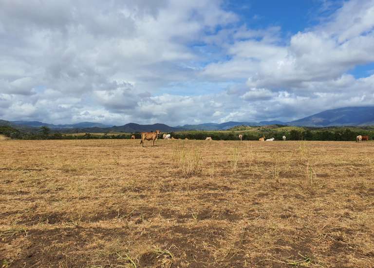 El Niño : les agriculteurs appelés à se préparer avant la sécheresse