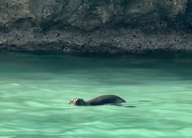 Une Otarie à fourrure a trouvé refuge en baie d’Upi, à l’Île des Pins, depuis plusieurs jours