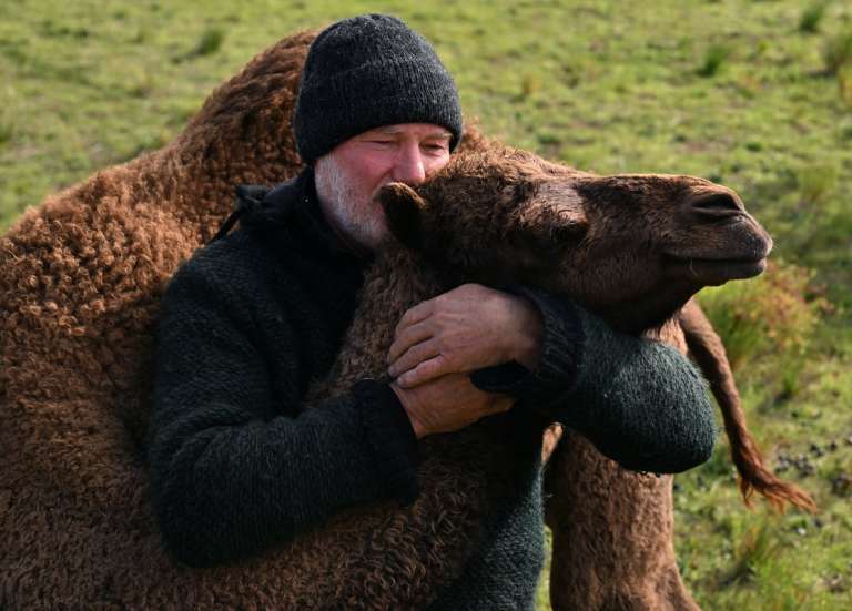 En Australie, des dromadaires vedettes dans l’Outback